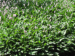 Pink Snakeweed (Polygonum bistorta 'Superbum') at Lakeshore Garden Centres