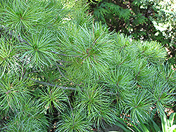 Japanese White Pine (Pinus parviflora) at A Very Successful Garden Center