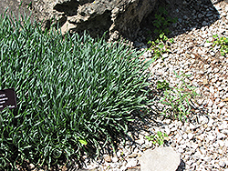 Blue Corkscrew Onion (Allium senescens 'var. glauca') at A Very Successful Garden Center