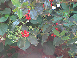 English Holly (Ilex aquifolium) at A Very Successful Garden Center