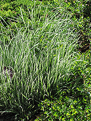 Variegated Oat Grass (Arrhenatherum elatum 'Variegatum') at Stonegate Gardens