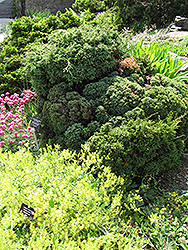 Squarrosa Intermedia Moss Falsecypress (Chamaecyparis pisifera 'Squarrosa Intermedia') at A Very Successful Garden Center