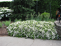 Nikko Deutzia (Deutzia gracilis 'Nikko') at A Very Successful Garden Center