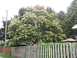 Chinese Chestnut (Castanea mollissima) at A Very Successful Garden Center
