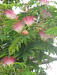 E.H. Wilson Mimosa (Albizia julibrissin 'E.H. Wilson') at Lakeshore Garden Centres