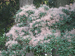 American Smoketree (Cotinus obovatus) at A Very Successful Garden Center