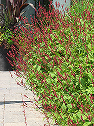 Fire Tail Fleeceflower (Persicaria amplexicaulis 'Fire Tail') at Stonegate Gardens
