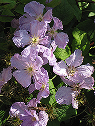 Blue Angel Clematis (Clematis 'Blue Angel') at A Very Successful Garden Center