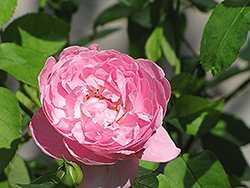 Mary Rose (Rosa 'Mary') at A Very Successful Garden Center