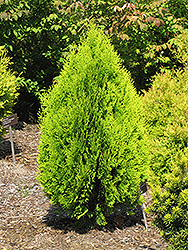 Berkman's Gold Arborvitae (Thuja orientalis 'Aurea Nana') at Stonegate Gardens