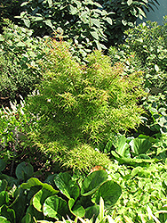 Kamagata Japanese Maple (Acer palmatum 'Kamagata') at A Very Successful Garden Center