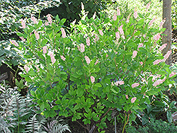 Ruby Spice Summersweet (Clethra alnifolia 'Ruby Spice') at A Very Successful Garden Center