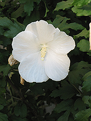 Diana Rose of Sharon (Hibiscus syriacus 'Diana') at Stonegate Gardens