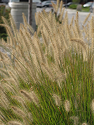 Hameln Dwarf Fountain Grass (Pennisetum alopecuroides 'Hameln') at Lakeshore Garden Centres