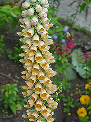 Grecian Foxglove (Digitalis lanata) at A Very Successful Garden Center