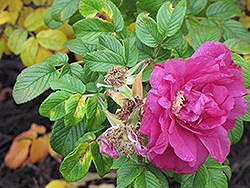 Rubra Wild Rose (Rosa rugosa 'Rubra') at Stonegate Gardens
