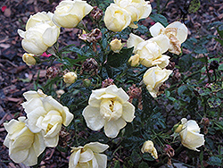 Flower Carpet Sunshine Rose (Rosa 'Flower Carpet Sunshine') at A Very Successful Garden Center