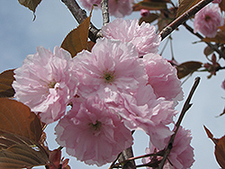 Japanese Flowering Cherry (Prunus serrulata) at A Very Successful Garden Center