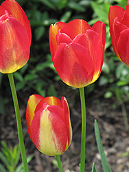 Garden Party Tulip (Tulipa 'Garden Party') at A Very Successful Garden Center