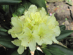 Capistrano Rhododendron (Rhododendron 'Capistrano') at A Very Successful Garden Center