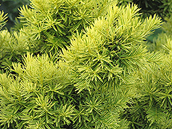 Dwarf Golden Japanese Yew (Taxus cuspidata 'Nana Aurescens') at A Very Successful Garden Center