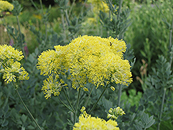 Yellow Meadow Rue (Thalictrum flavum 'Glaucum') at A Very Successful Garden Center