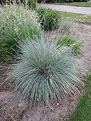 Blue Oat Grass (Helictotrichon sempervirens) at A Very Successful Garden Center