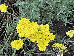 Cloth of Gold Fernleaf Yarrow (Achillea filipendulina 'Cloth of Gold') at Lakeshore Garden Centres