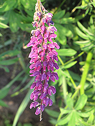 Common Lupine (Lupinus polyphyllus) at A Very Successful Garden Center