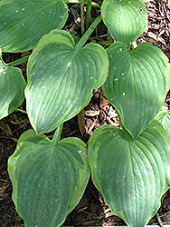 Wooly Bully Hosta (Hosta 'Wooly Bully') at A Very Successful Garden Center