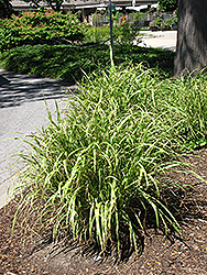 Little Nicky Maiden Grass (Miscanthus sinensis 'Little Nicky') at A Very Successful Garden Center