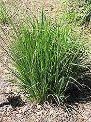 Moorhexe Purple Moor Grass (Molinia caerulea 'Moorhexe') at A Very Successful Garden Center