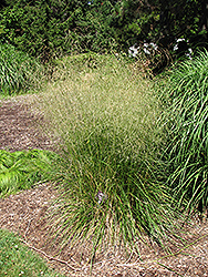 Bronzeschlier Tufted Hair Grass (Deschampsia cespitosa 'Bronzeschlier') at A Very Successful Garden Center