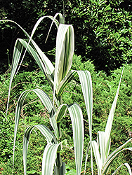 Variegated Giant Reed Grass (Arundo donax 'Variegata') at A Very Successful Garden Center