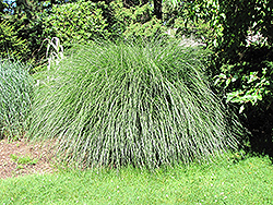 Yaku Jima Dwarf Maiden Grass (Miscanthus sinensis 'Yaku Jima') at Lakeshore Garden Centres