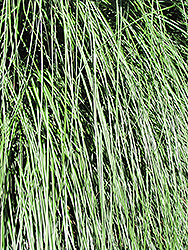 Yaku Jima Dwarf Maiden Grass (Miscanthus sinensis 'Yaku Jima') at A Very Successful Garden Center