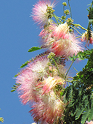 Mimosa (Albizia julibrissin) at A Very Successful Garden Center