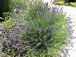 Grosso Lavender (Lavandula x intermedia 'Grosso') at A Very Successful Garden Center