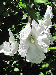 William R. Smith Rose of Sharon (Hibiscus syriacus 'William R. Smith') at A Very Successful Garden Center