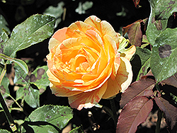 Rainbow Niagara Rose (Rosa 'Rainbow Niagara') at Stonegate Gardens