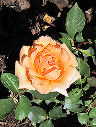 Special Occasion Rose (Rosa 'Special Occasion') at Lakeshore Garden Centres