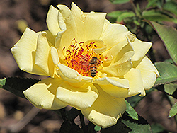 Eclipse Rose (Rosa 'Eclipse') at A Very Successful Garden Center