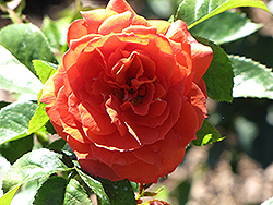 Light My Fire Rose (Rosa 'Light My Fire') at Lakeshore Garden Centres