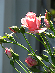 Lawinia Rose (Rosa 'Lawinia') at A Very Successful Garden Center