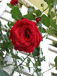 Messire Delbard Rose (Rosa 'Messire Delbard') at Stonegate Gardens
