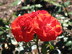 Montana Rose (Rosa 'Montana') at Stonegate Gardens