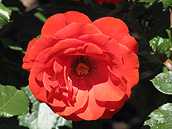Royal Occasion Rose (Rosa 'Royal Occasion') at Lakeshore Garden Centres