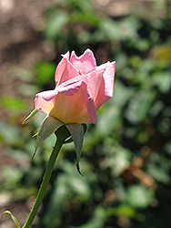 Tiffany Rose (Rosa 'Tiffany') at Stonegate Gardens
