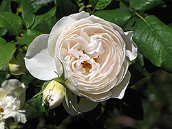 Rose Marie Rose (Rosa 'Rose Marie') at Lakeshore Garden Centres