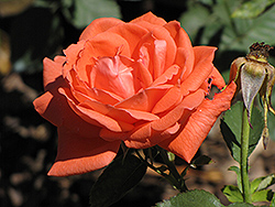 Super Star Rose (Rosa 'Super Star') at A Very Successful Garden Center